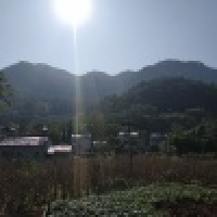 植发星LL199412264