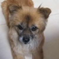 植发星79回粉697