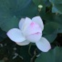 植发星我是打工仔66