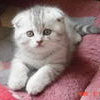 植发星fly知识问