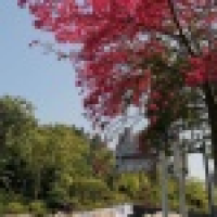 植发星小逸纱布0061