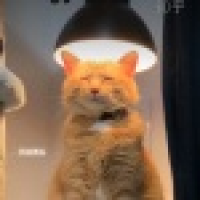 植发星么么茶1124