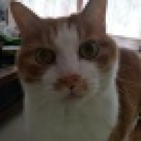 植发星zzfzhenfei1