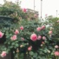 植发星tmdvmak74184