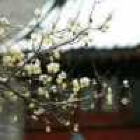 植发星飞机22628