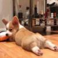 植发星天下无敌81