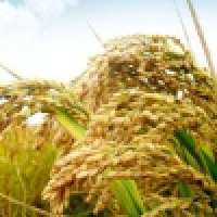 植发星鸭梨小胖纸os