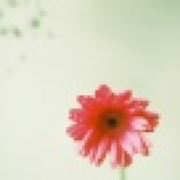 植发星小泉丧候