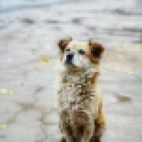 植发星爱吃西兰花