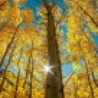 植发星GummiiiBear_586