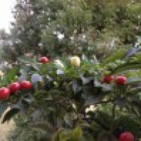 植发星石榴妹kvEJ91慎