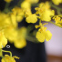 植发星小新二代lq4眗