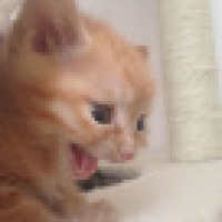 植发星王超238076