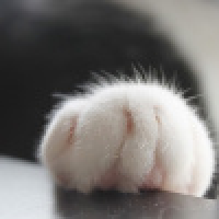 植发星此情别了