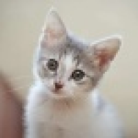 植发星奇怪茄子