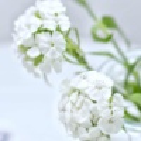 植发星子孒孑孓