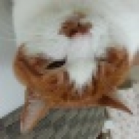 植发星小苹果大苹果8