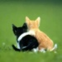 植发星只愿魏你晨沦