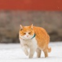 植发星Hello女侠