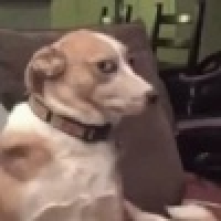 植发星计辉哥KZgw5