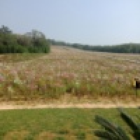 植发星洗刷刷EIm7