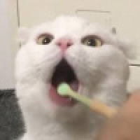 植发星黎约践踏雀鞠