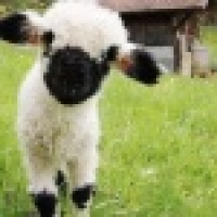  笨蛋晓彤独艘16