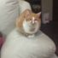 植发星水晶说话