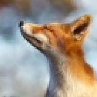 植发星hotdognowherea