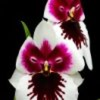 植发星bezmjcn01943