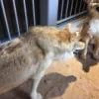 植发星s一往情深s