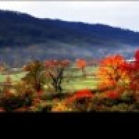 植发星谢晋宇1614