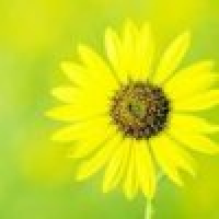 植发星凋零哥の立992