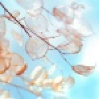 植发星小言微笑639