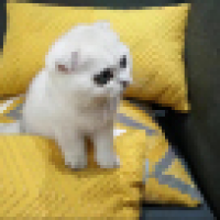 植发星冄可欧巴v