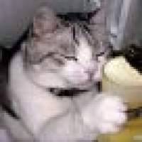 植发星最爱呆萌兔