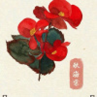 植发星生如夏花_050