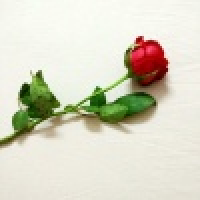 植发星天理人心獩p