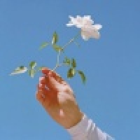 植发星哔哔哔-哔哔