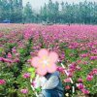 植发星精灵精灵