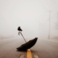 植发星蛋蛋A0050