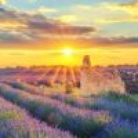 植发星秦始皇t估