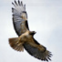 植发星秋秋tdfvc