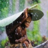 植发星风火雷电_2009