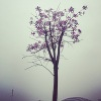 植发星顺德家具网小顺