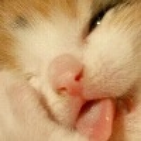 植发星亚格兰88