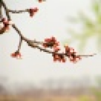 植发星windy破晓89