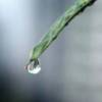 植发星雾里蕾丝