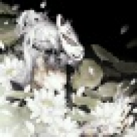 植发星君哥哥134