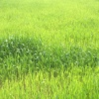 植发星大锅饭环